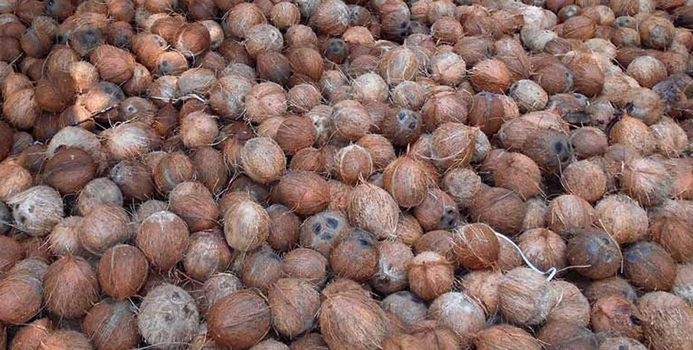 മയക്കുമരുന്നു കടത്ത് തേങ്ങകളിലൂടെയും; കൊക്കെയിന്‍ നിറച്ച 20,000 തേങ്ങകള്‍ അടങ്ങിയ കണ്ടെയിനര്‍ പിടികൂടി