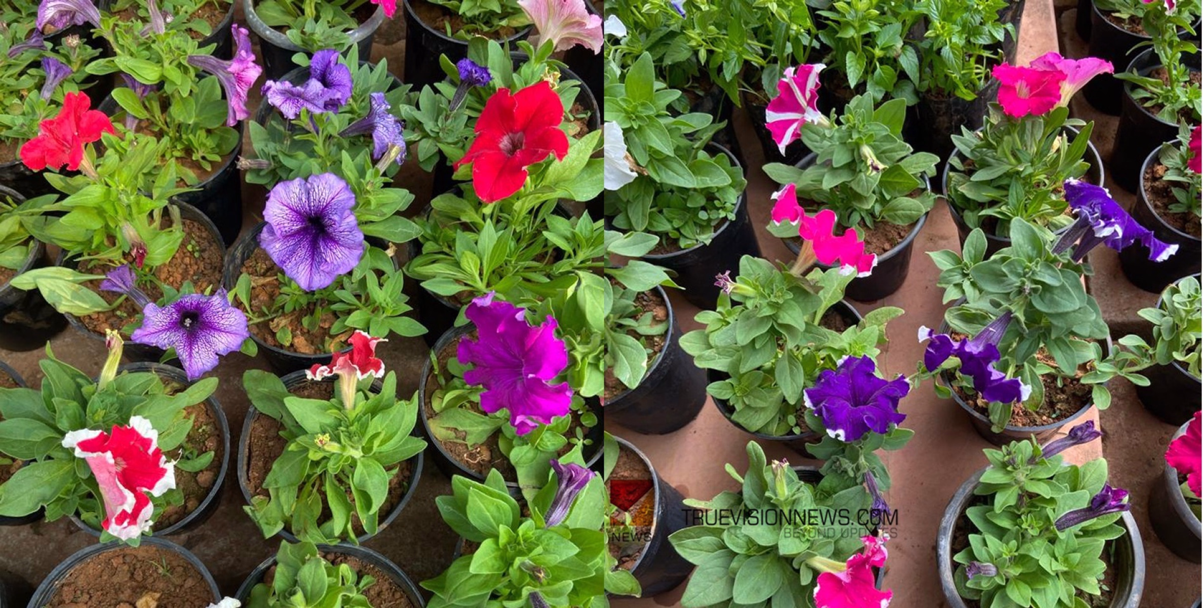 #MidoGarden   |   വീടും തൊടിയും അലങ്കരിക്കാം; വരൂ മിഡോ ഗാർഡൻ നിങ്ങൾക്കായി കാത്തിരിക്കുന്നു