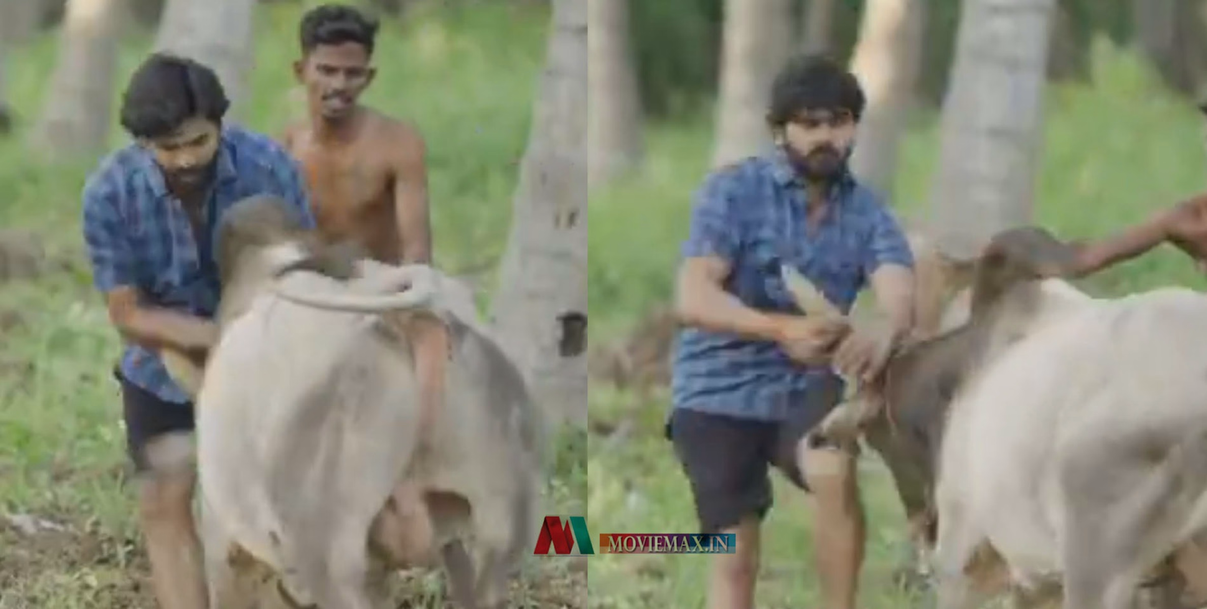 സിനിമയുടെ ചിത്രീകരണത്തിനിടെ കാളയുടെ കുത്തേറ്റ് നടന്‍ അശോക് കുമാറിന് പരിക്ക്