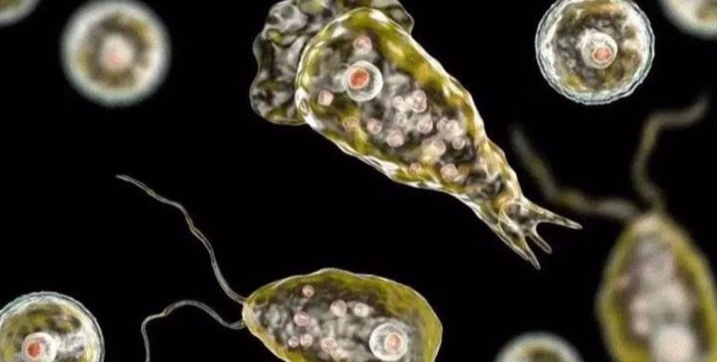 സംസ്ഥാനത്ത് ഒരാൾക്കുകൂടി അമീബിക് മസ്തിഷ്ക ജ്വരം; രോഗം സ്ഥിരീകരിച്ചത് പാലക്കാട് സ്വദേശിക്ക്