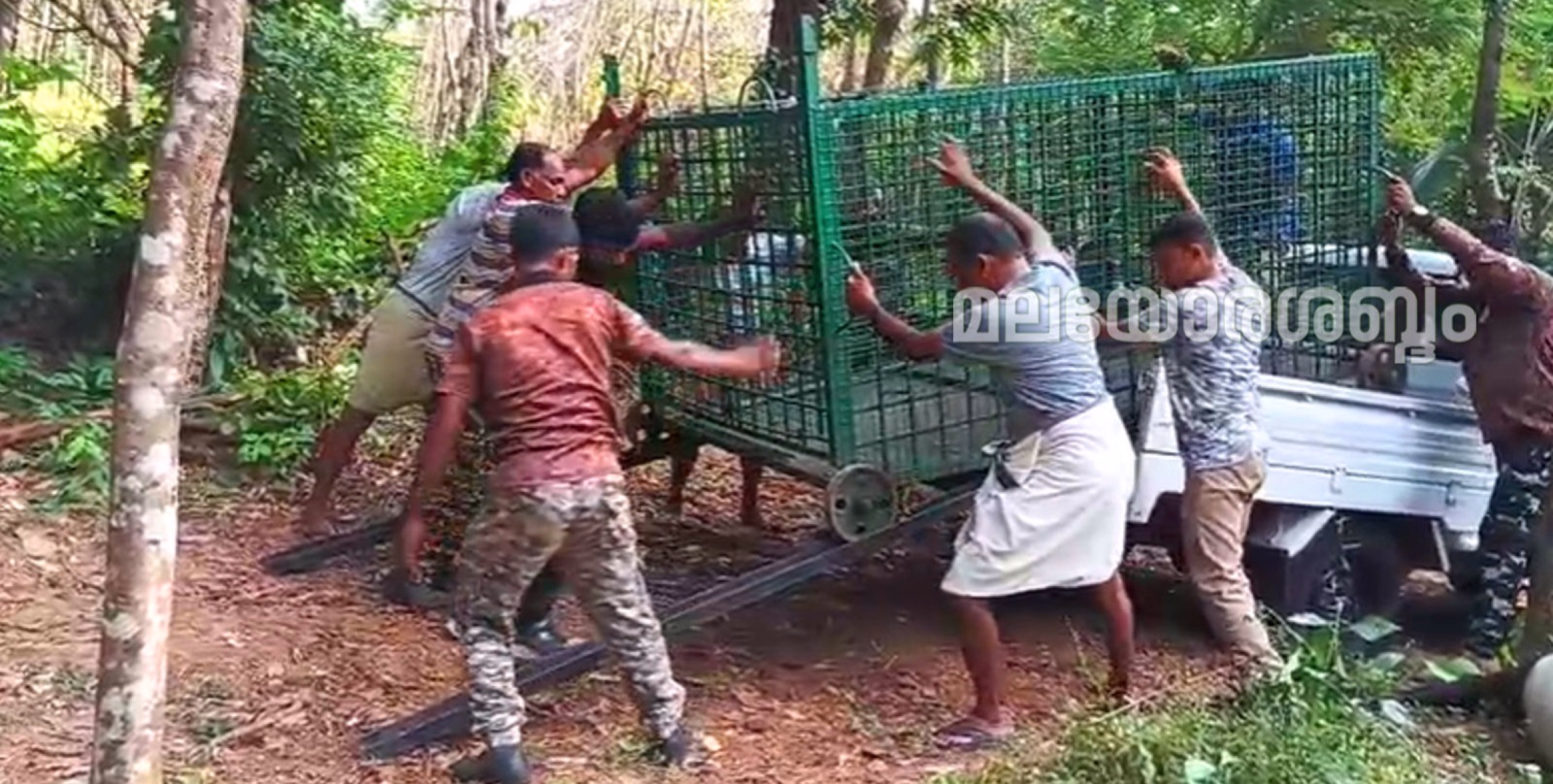 കേളകം പൊയ്യമലയിൽ പുലിയെ പിടിക്കാൻ വനം വകുപ്പ് കൂട് സ്ഥാപിച്ചു