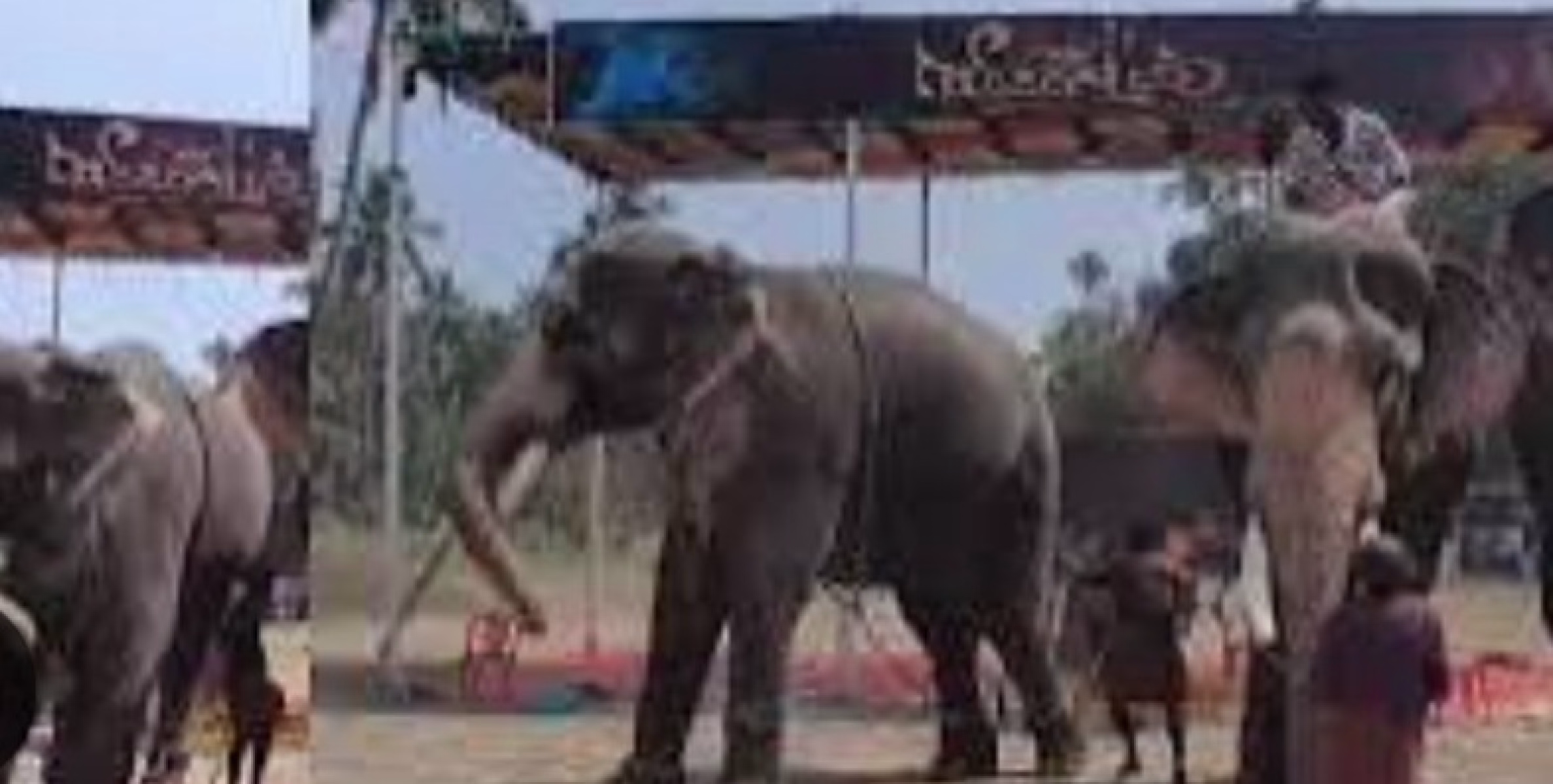 ഗുരുവായൂർ കോട്ടപ്പടിയിൽ എഴുന്നള്ളിപ്പിന് കൊണ്ടുവന്ന ആനകളുടെ തലപ്പൊക്ക മത്സരം നടത്തുന്നതിനിടെ ആനയുടെ ആക്രമണം. 