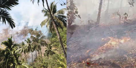 വിലങ്ങാട് കാട്ടുതീ ഭീതിയിൽ; വനഭൂമിയിലും കൃഷിയിടങ്ങളിലും വൻ നാശനഷ്ടം