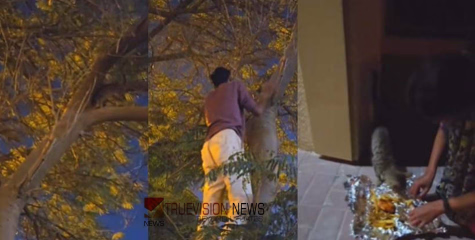 പുതുജീവനേകി മലയാളികൾ....! ദുബായിയിൽ വിശന്നു തളർന്ന് മരത്തിൽ കുടുങ്ങി പൂച്ചക്കുട്ടി; പാതിരാത്രിയിൽ തുണയായത് വടകര, ഇരിട്ടി സ്വദേശികൾ