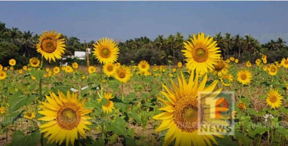 താവം കിഴക്കേ വയലിൽ സൂര്യകാന്തി വിസ്മയം തീർത്ത് ഒരു കൂട്ടം കർഷകർ