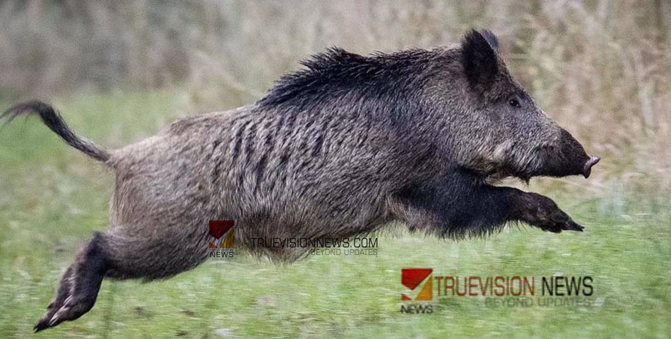 കാട്ടുപന്നികളെ വെടിവയ്ക്കൽ; സ്പോർട്സ് ലൈസൻസുള്ളവർക്ക് നിയന്ത്രണം ഏര്‍പ്പെടുത്തികൊണ്ടുള്ള ഉത്തരവ് മരവിപ്പിച്ചു