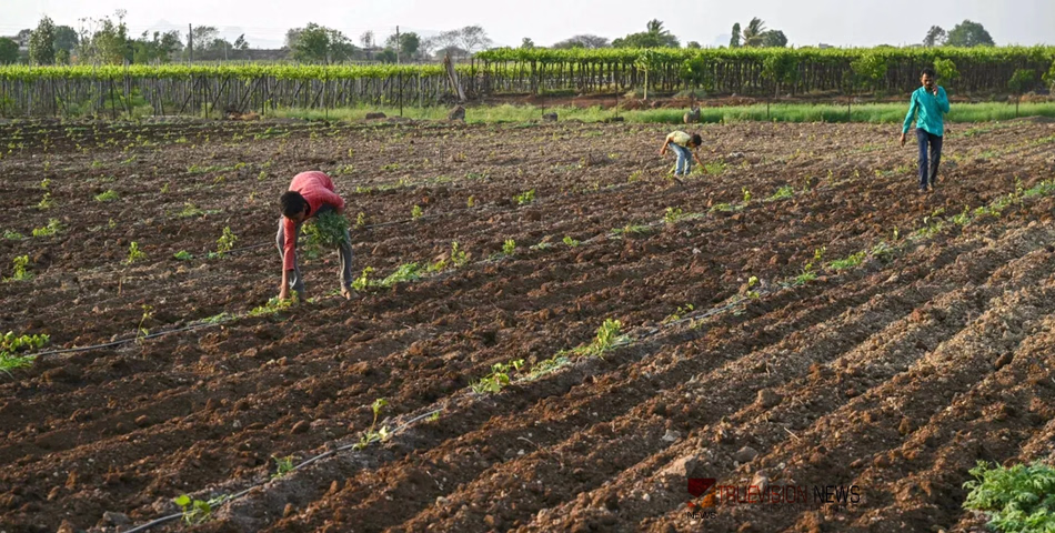 മരുഭൂമിയിൽ സ്മാർട്ട് കൃഷി; ഷാർജയിൽ 32 ഹെക്ടറിൽ 'ഘെറാസ്' ജൈവകൃഷി പദ്ധതിക്ക് തുടക്കം