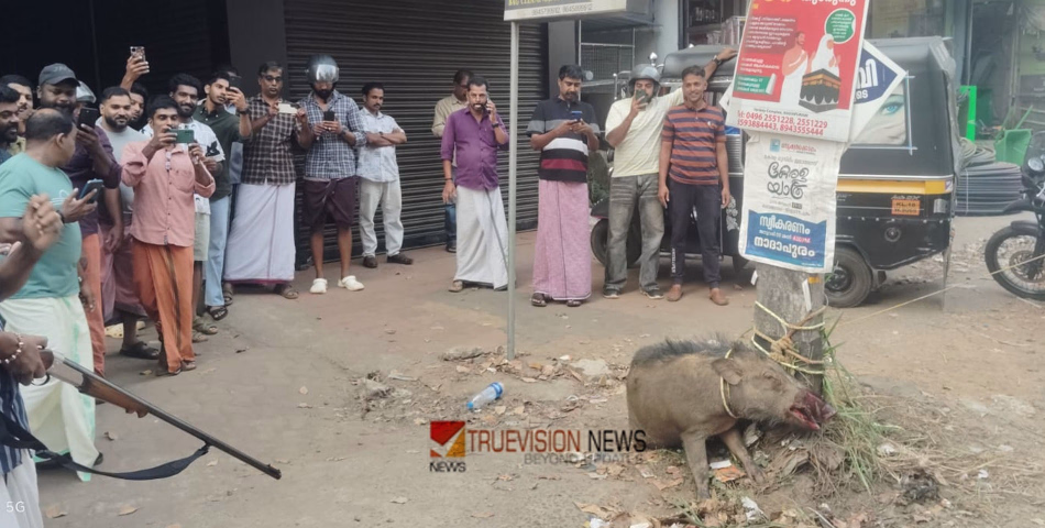 കോഴിക്കോട് നാദാപുരത്ത് ടിപ്പർ ലോറിയിടിച്ചു പരുക്കേറ്റ കാട്ടുപന്നിയെ വെടിവച്ചു കൊന്നു